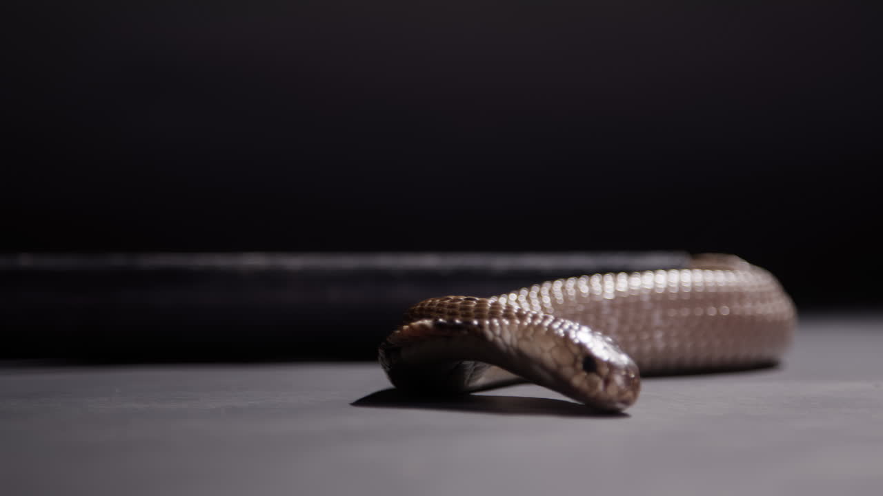cobra monocular que se acuesta en primer plano documental de la naturaleza