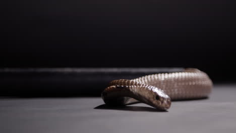 cobra monocular que se acuesta en primer plano documental de la naturaleza