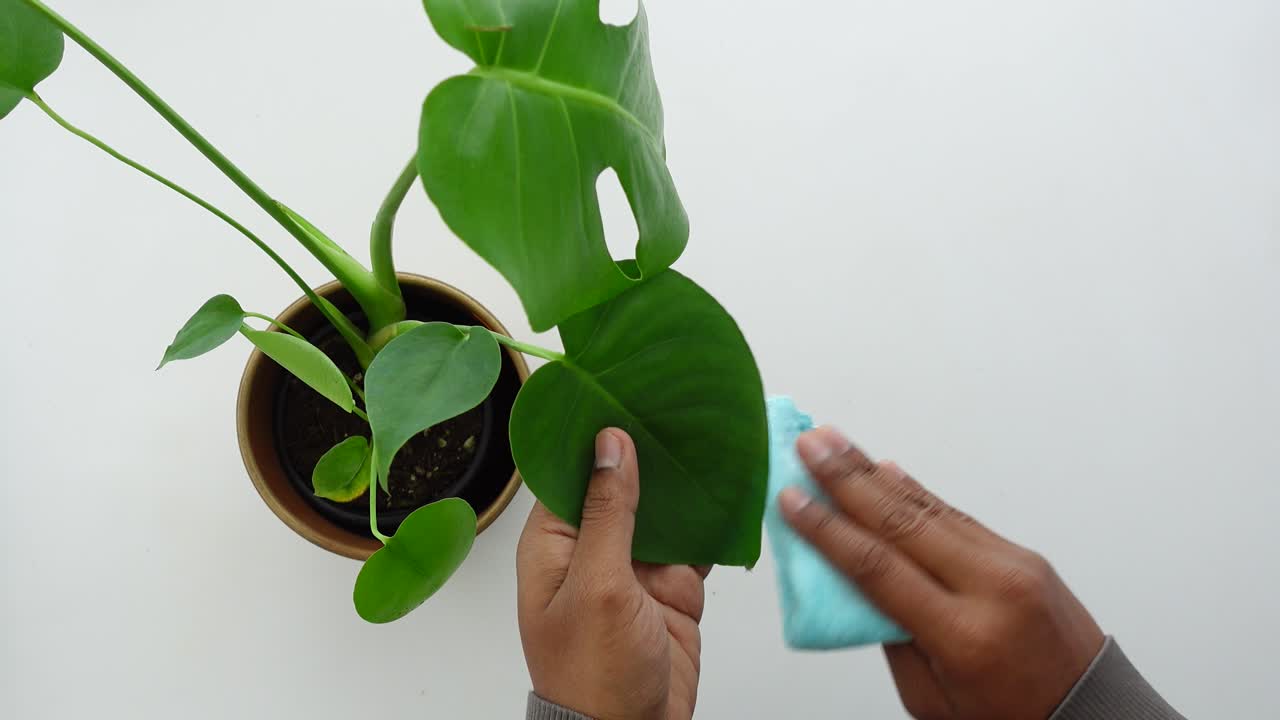 Mani che puliscono una foglia di pianta Monstera con un panno