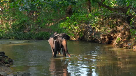 elefante en un río