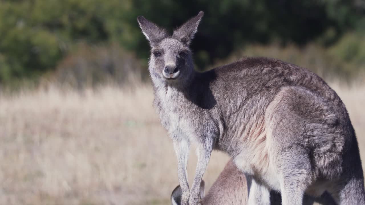 retrato de un canguro wallaby masticando hierba - primer plano