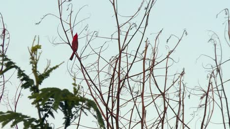 pájaro cardenal de cresta roja tropical posado en una rama oscilante, hawaii