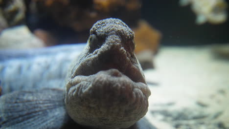 Scary-seawolf-face-eyes-looking-at-the-camera,-Atlantic-wolffish,--sea-cat