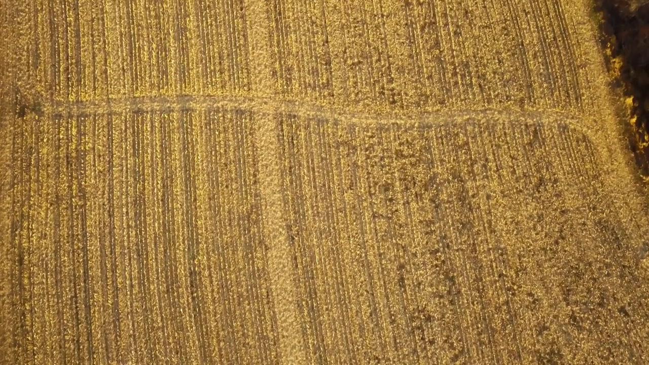 Vista aerea frontale di un campo di grano. Luce diurna.