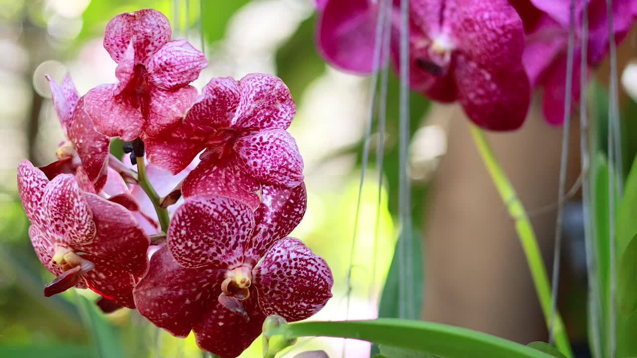 활기찬 오키디는 방 시장에서 부드럽게 흔들립니다.