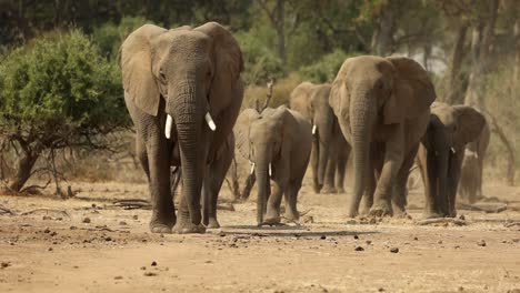 african elephants walking towards camera in south africa, slow motion