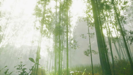 bamboo-green-forest-in-morning-fog