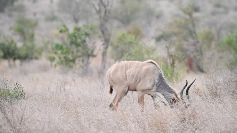 wide shot of a greater kudu bull walking into the frame and feeding, kruger national park