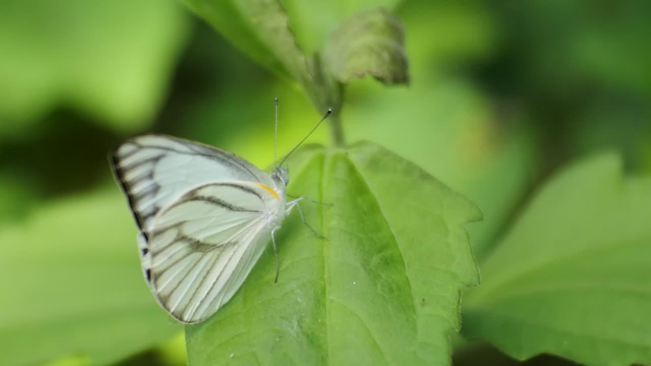 Butterfly perched on a leaves in the wild forest