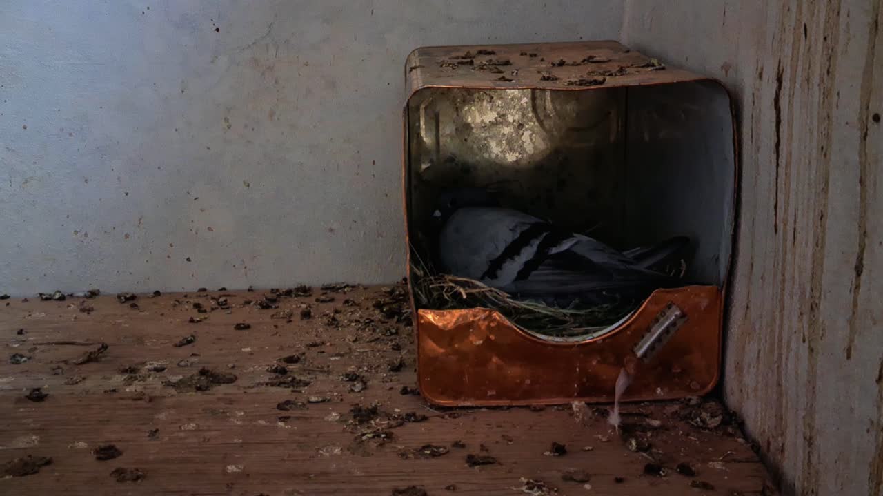 female pigeon sitting on eggs
