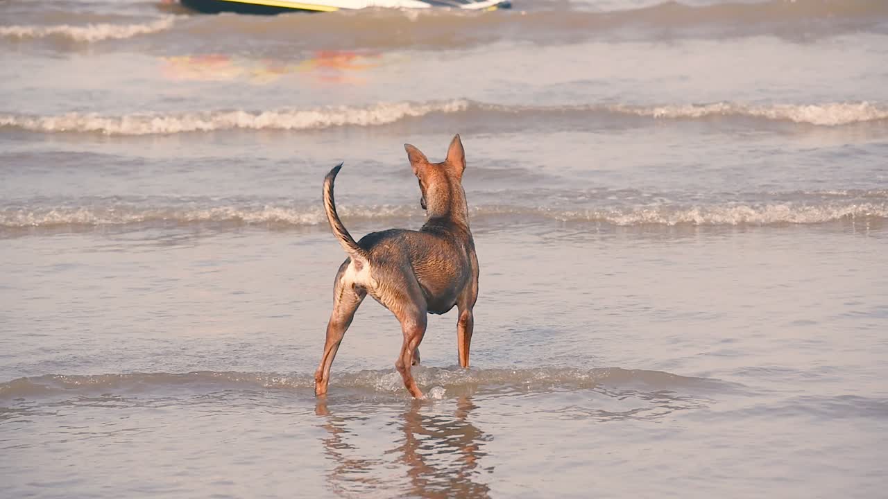 perros jóvenes juguetones corren por la playa, saltan y tratan de atraparse unos a otros con humor juguetón