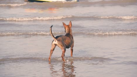 playful young dogs run on beach, jump and try to catch each other in playful mood