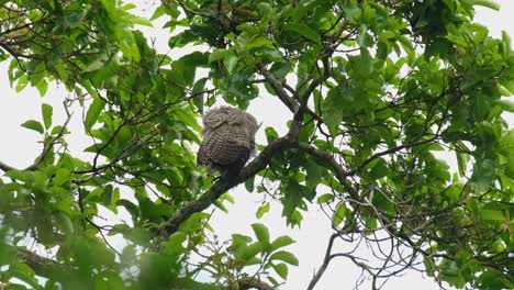 Seen-from-its-back-shaking-its-wings-and-feathers,-Spot-bellied-Eagle-owl-Bubo-nipalensis,-Kaeng-Krachan-National-Park,-Thailand