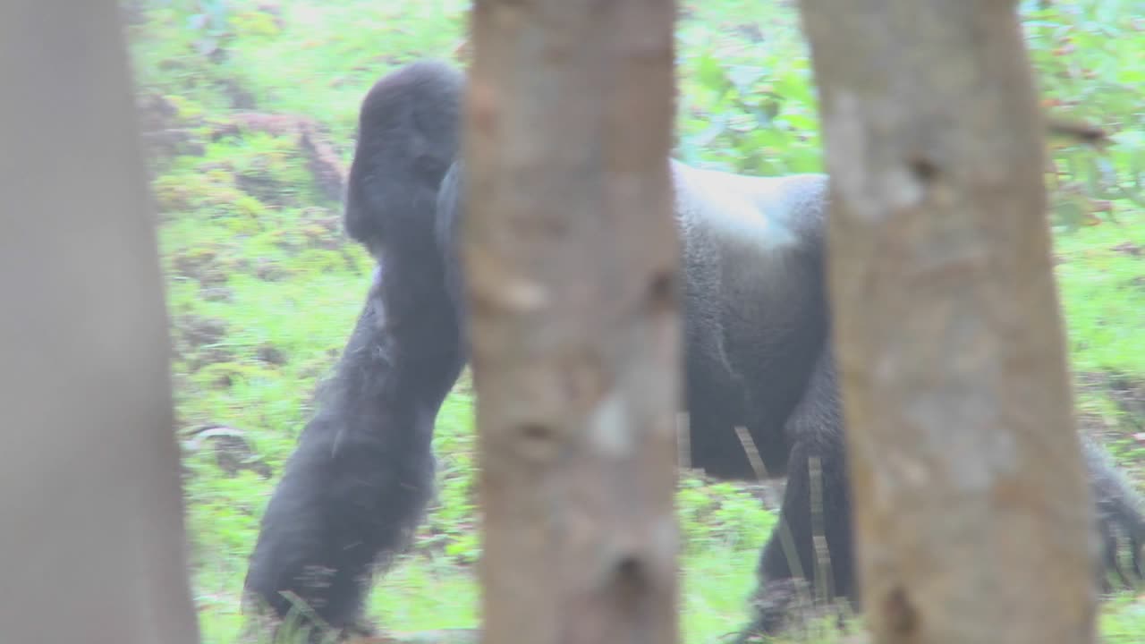 수컷 실버백 고릴라가 르완다의 정글을 걷고 있다