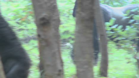 a male silverback gorilla walks through the jungle in rwanda