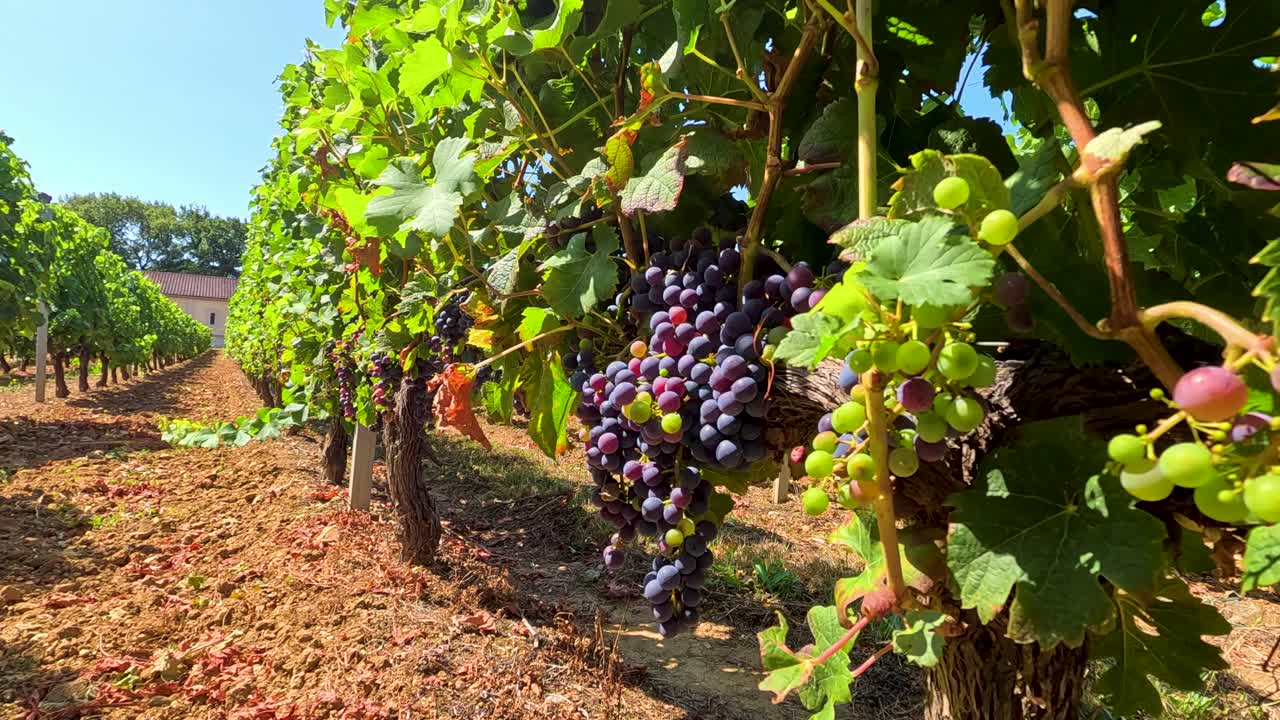 viñedo exuberante con uvas maduras en burdeos