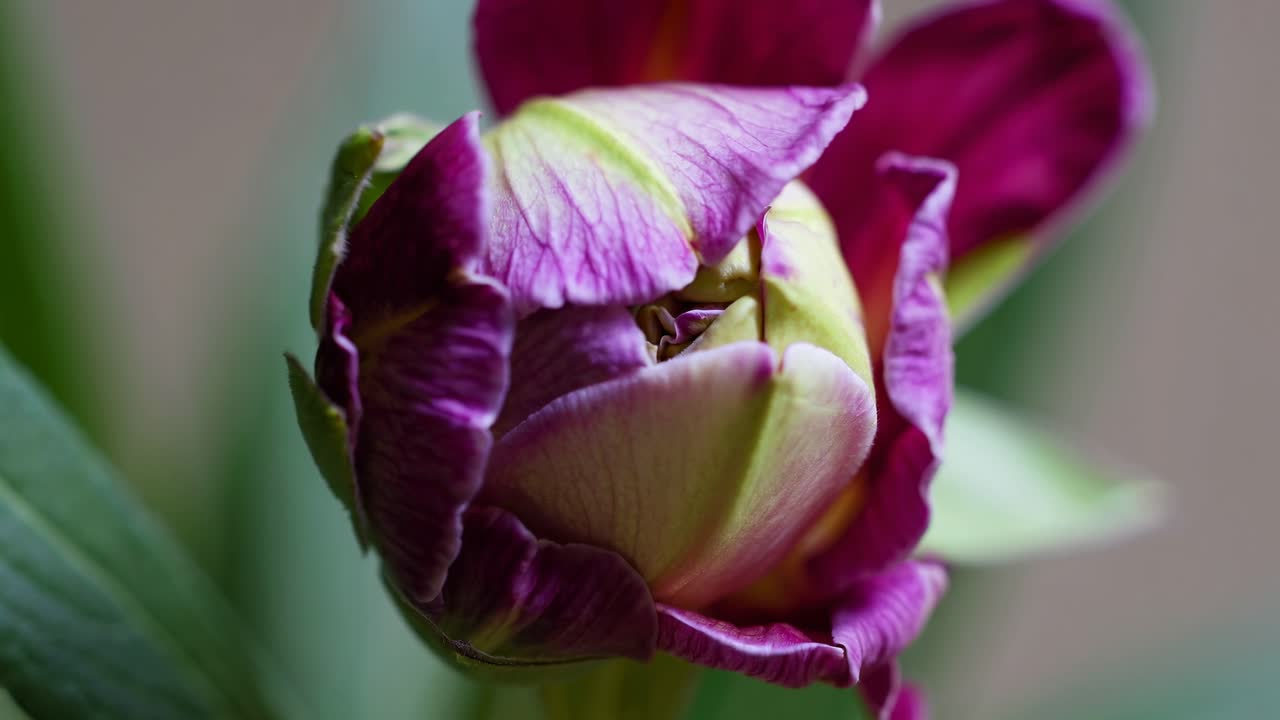 Close-up video of a green flower bud with a soft focus background