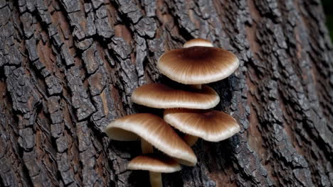 cluster of mushrooms growing on tree bark