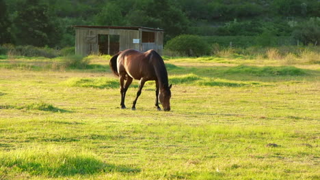 Un-Caballo-Marrón-Solitario-Pasta-En-Un-Prado-Bajo-La-Cálida-Luz-Del-Sol-De-La-Tarde