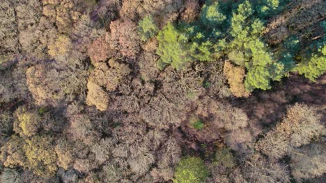 Drohnenaufnahmen-Aus-Der-Luft,-Die-Bei-Sonnenaufgang-über-Dem-Baldachin-Eines-Herbstlichen-Laubwaldes-Im-Loch-Lomond-And-The-Trossachs-National-Park-Fliegen