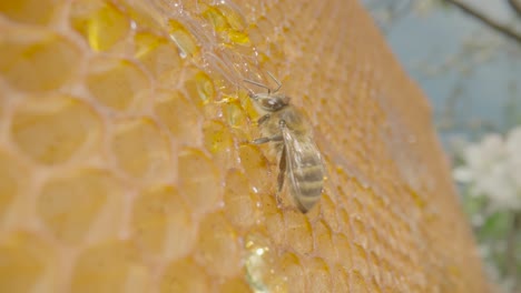 honeybee on honeycomb