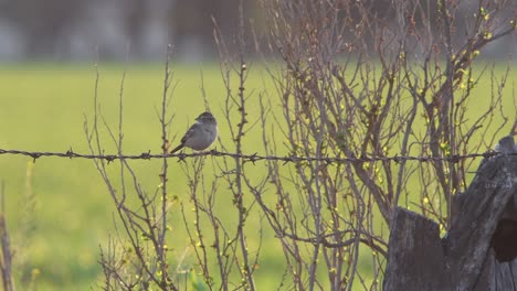 Graslandsperling-Thront-Auf-Stacheldraht-Inmitten-Der-Vegetation