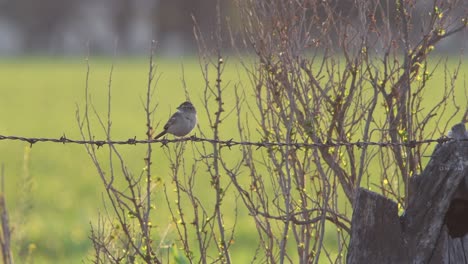 gorrión de pradera posado sobre alambre de púas entre la vegetación