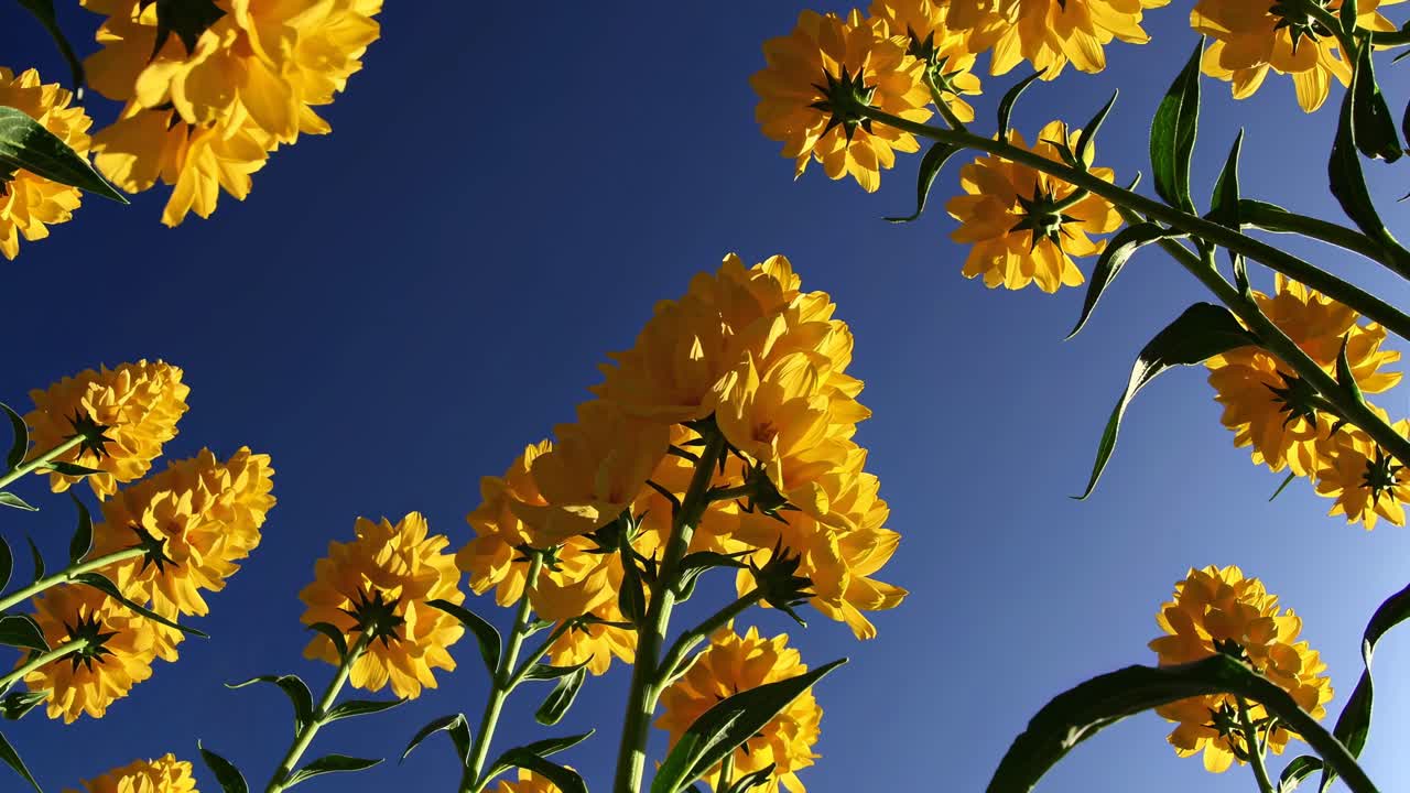 Frøperspektiv af strålende gule blomster mod en klar blå himmel, der skaber et dynamisk og opløftende udtryk