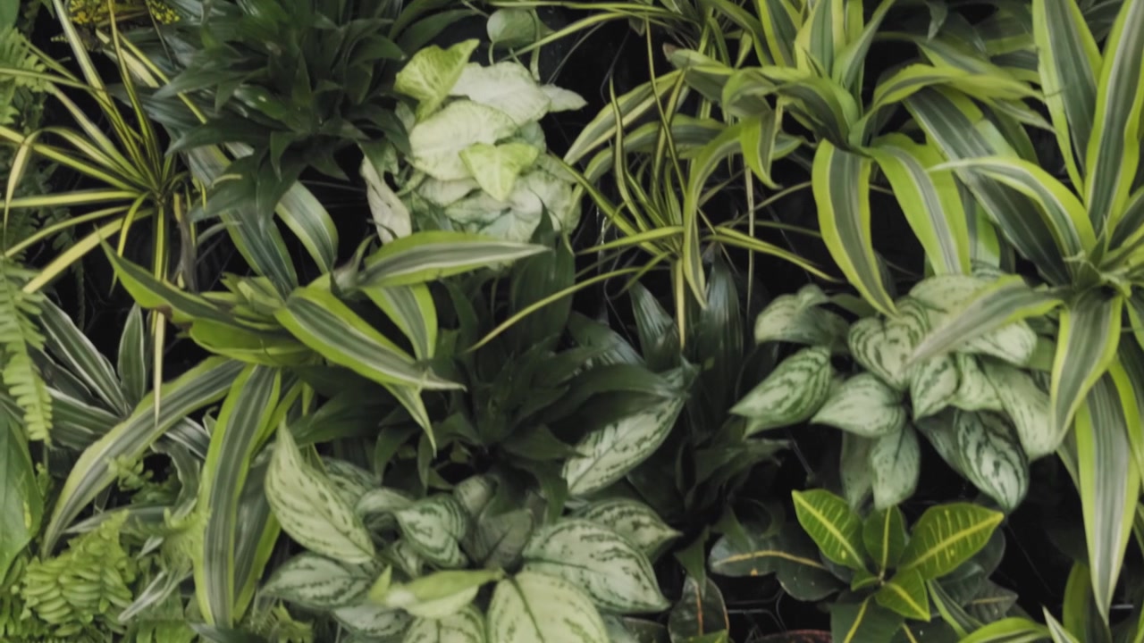 Carrellata di una rigogliosa parete verde ecosostenibile, in esposizione in un ambiente di lavoro moderno.
