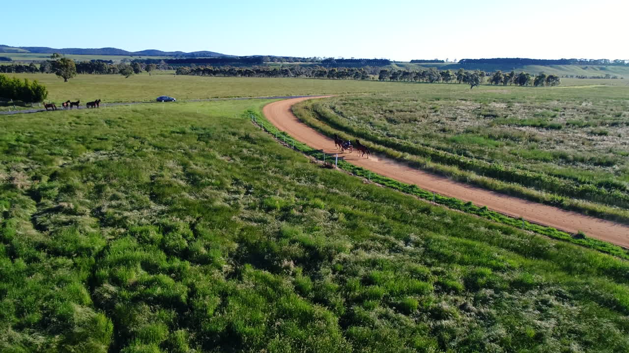 Seguimiento panorámico con dron de entrenamiento de caballo de arnés