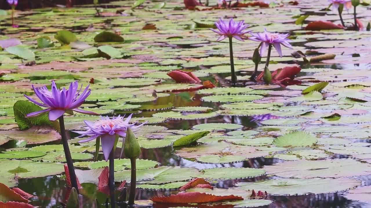 Un primo piano di una zona di foglie di ninfea e di bellissime ninfee che sbocciano sull'acqua calma.