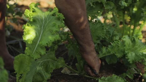 Close-up-shot-of-a-farmer-harvesting-fresh-mustard-greens-from-a-vegetable-field