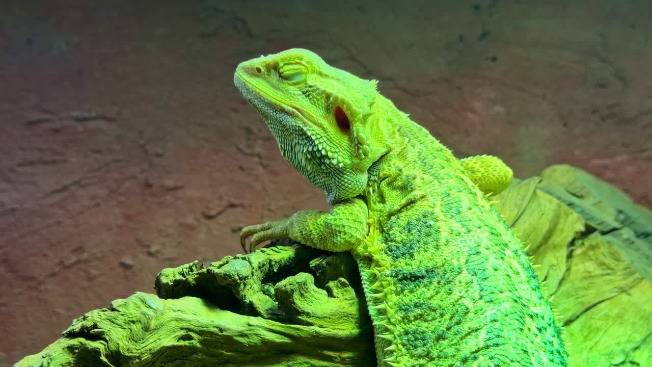 人工の緑色の光の下、流木の上で目を閉じて休んでいるフトアゴヒゲトカゲ。