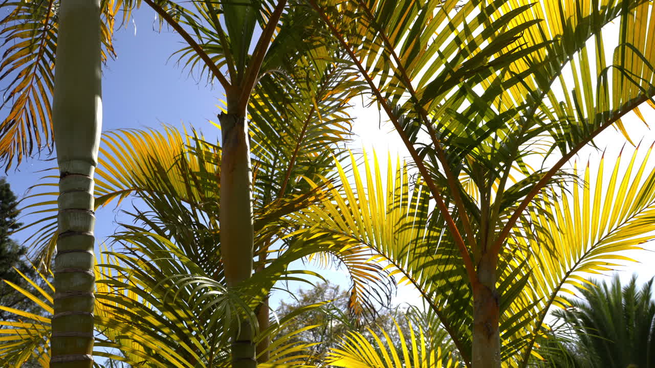 palmeras a la luz del sol