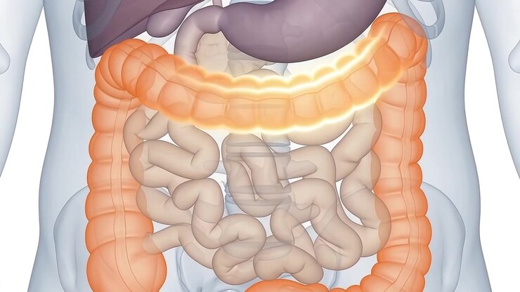 Medical Animation of Human Large Intestine Anatomy and Digestion