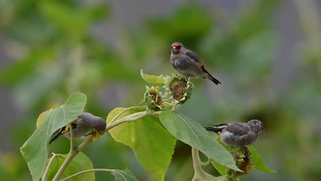 European-goldfinch-feeding-on-Sunflower