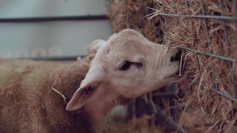 texel sheep on the cage eating hay through the wire-mesh fence in cornwall, england, uk