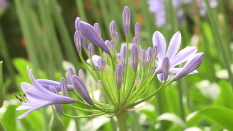 small lilac leek flower, at the beginning of the ball flower formation, with the green of the stems of other flowers in the background, very beautiful