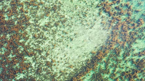 hermoso arrecife de coral y textura de agua de mar tranquila y cristalina