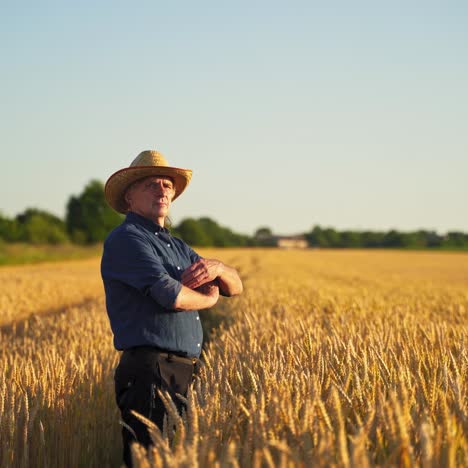 businessman on agricultural field. male agronomist in straw hat, shirt and trousers stands on field at sunset. farmer admires ripe plants in farmland.