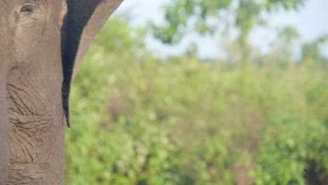 primer plano, elefante termina el almuerzo comiendo ramas de bambú, cámara lenta de cerca