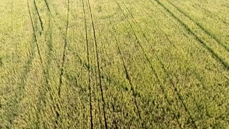 Flying-up-with-high-speed-over-an-oat-field,-droneshot