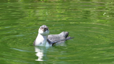 Cute-sweet-penguin-scratching-body-with-own-head-during-resting-in-lake,close-up