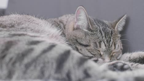 sleepy gray tabby cat