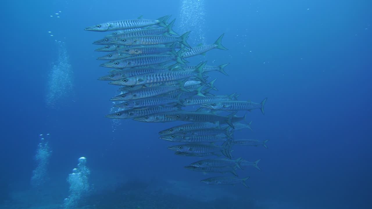 바라쿠다 무리가 헤엄치는 맑은 물