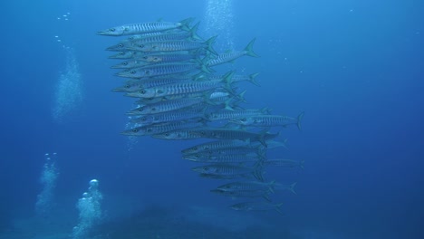 agua cristalina con un banco de barracudas nadando