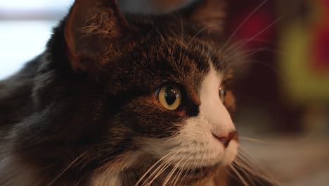 A-main-coon-kitty-in-close-up