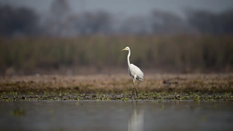 The-great-Egret-in-wetland