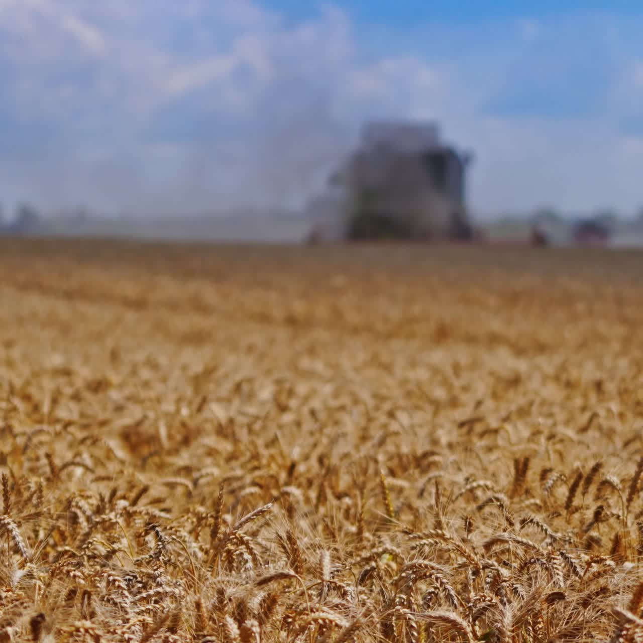 Golden field of wheat during seasonal works. Ripe spikelets of wheat on the blur background of combine harvester. Close-up.