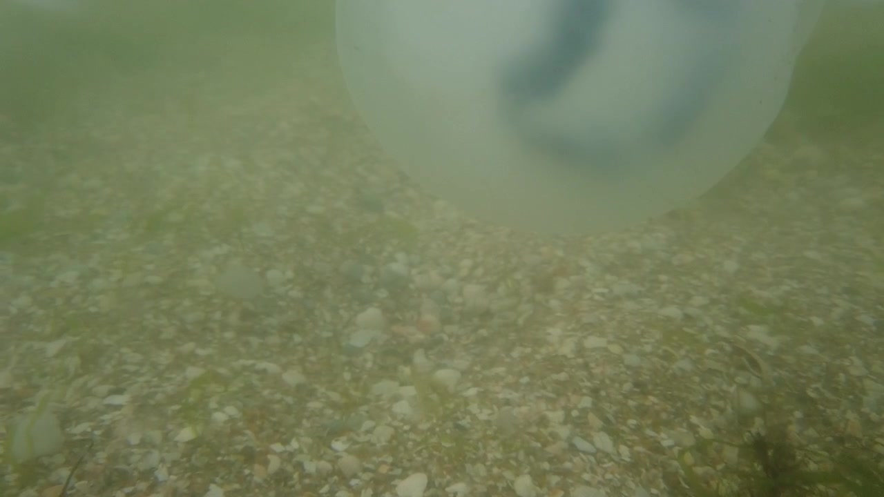 Vandmænd under vandet i havet. Arten Rhizostoma pulmo.